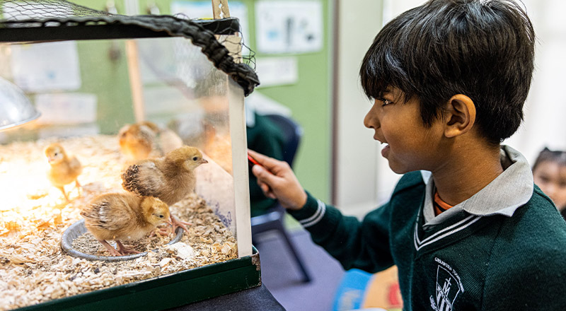St Anthony's Catholic Primary School Girraween student interacting with baby chicks